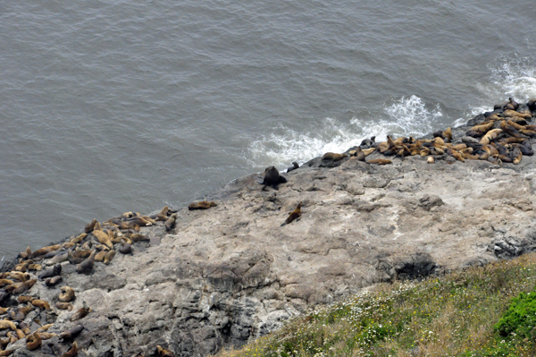 a BIG bull near the edge of the water